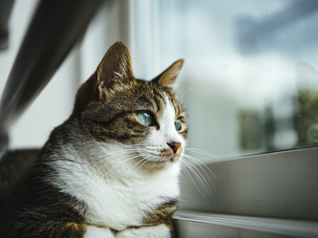 猫