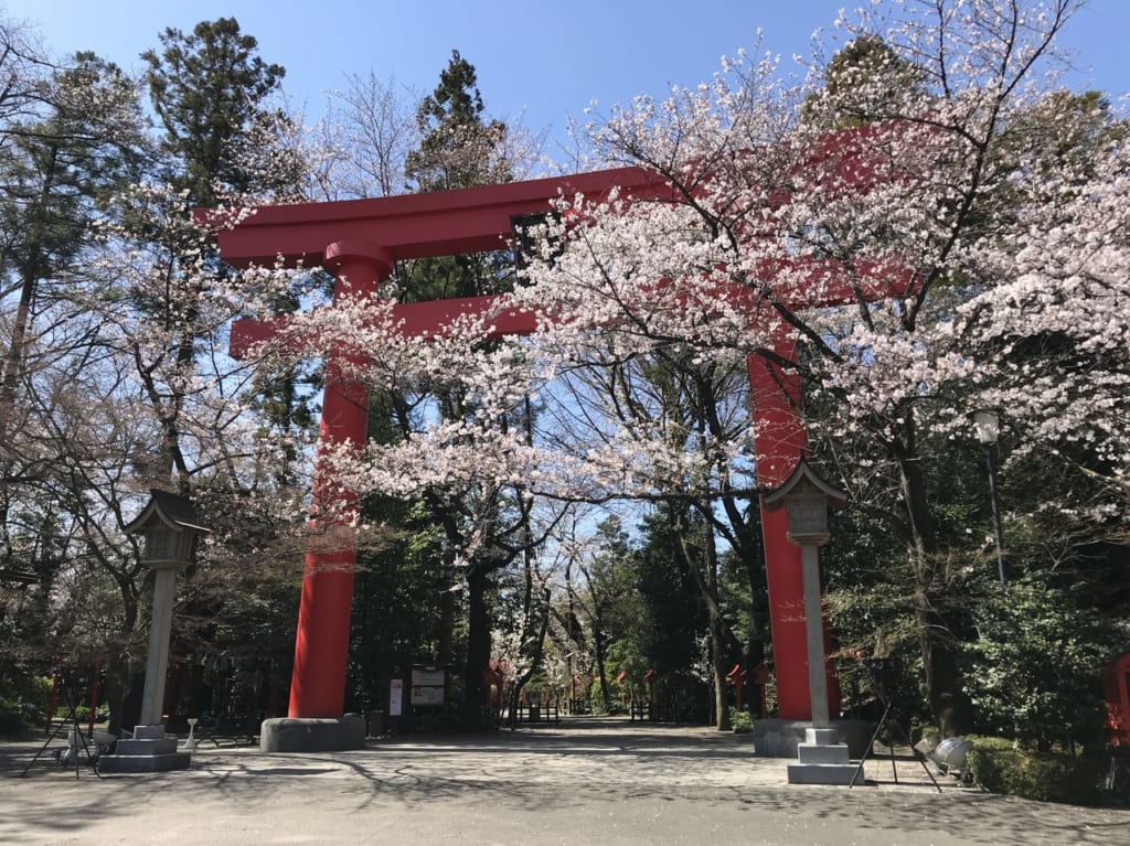 冠稲荷の鳥居と桜