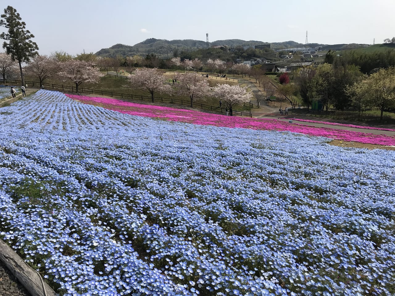 太田市 芝桜がきれいな北部運動公園に行ってきました 号外net 太田市