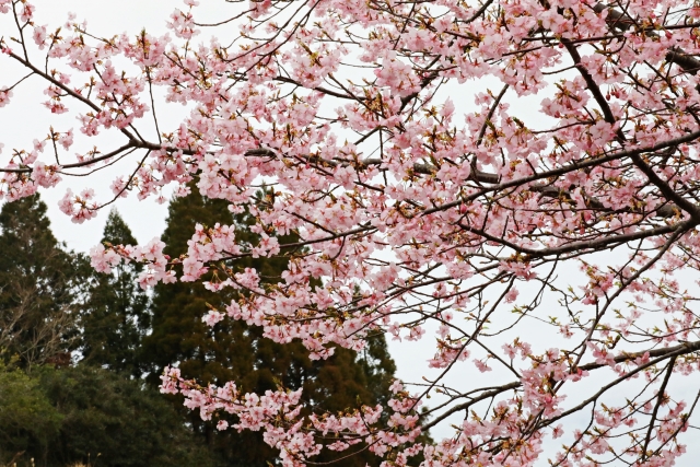 河津桜