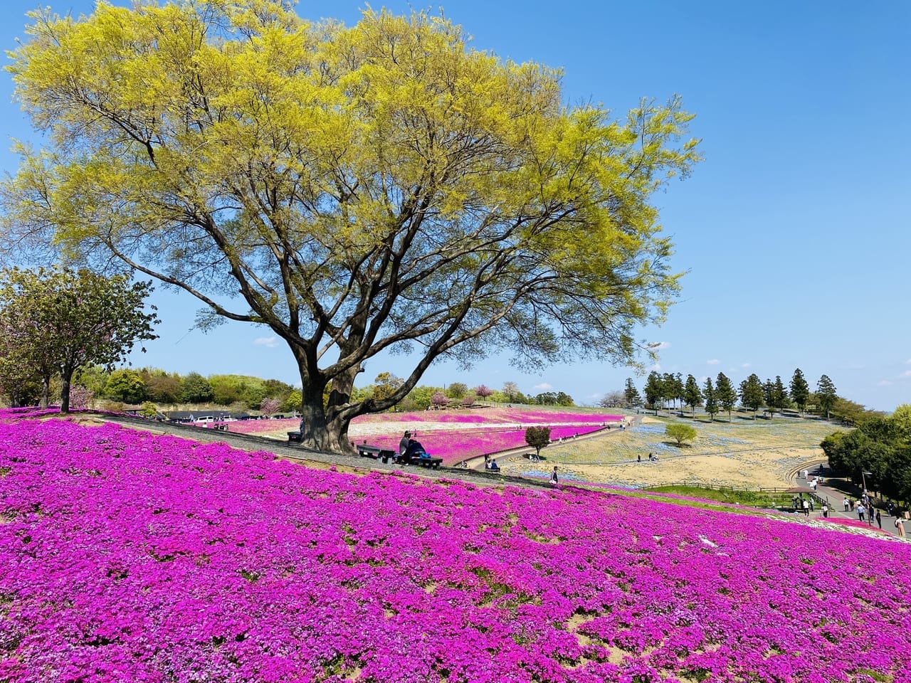 八王子山公園（太田市北部運動公園）