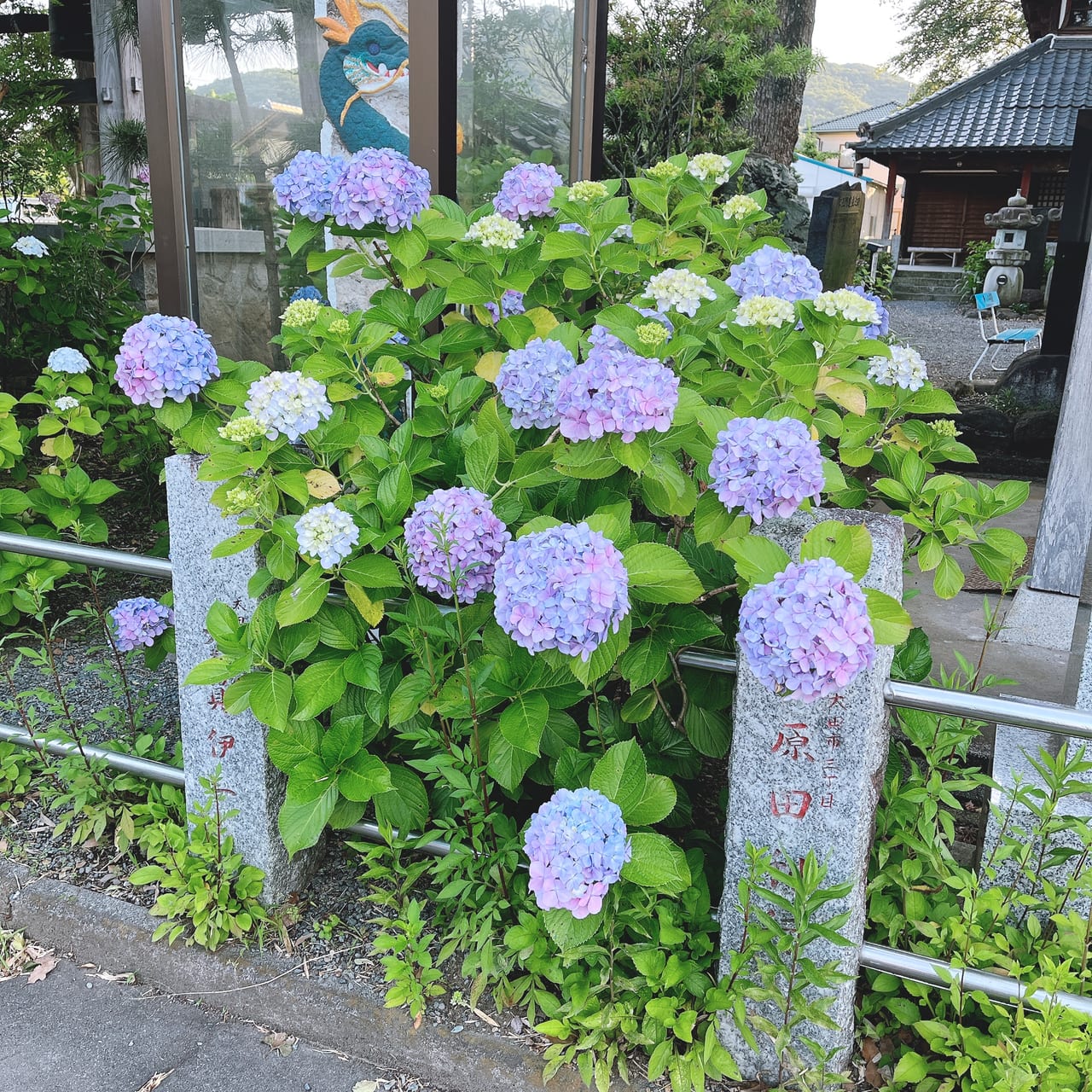 曹源寺さざえ堂のあじさい