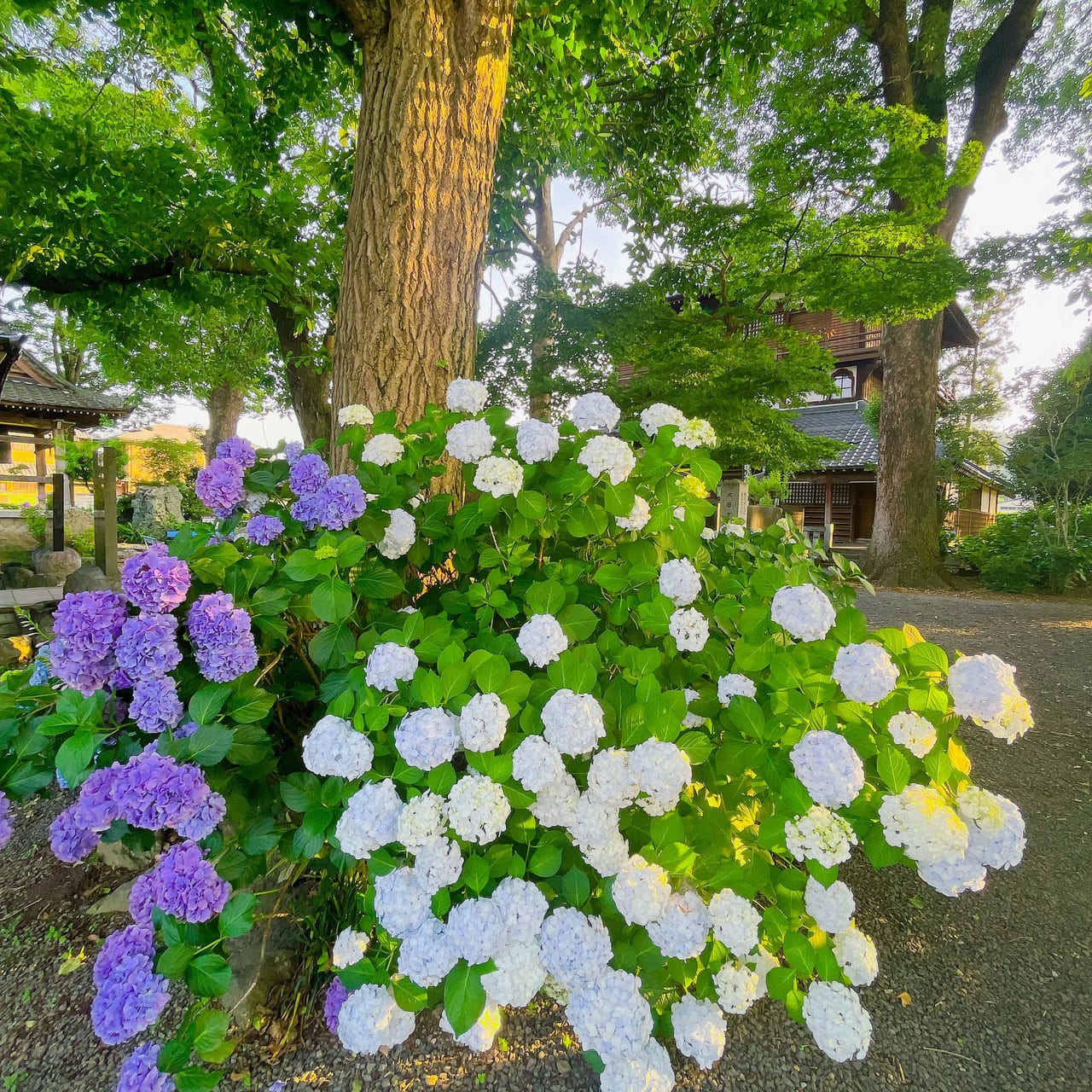 曹源寺さざえ堂のあじさい