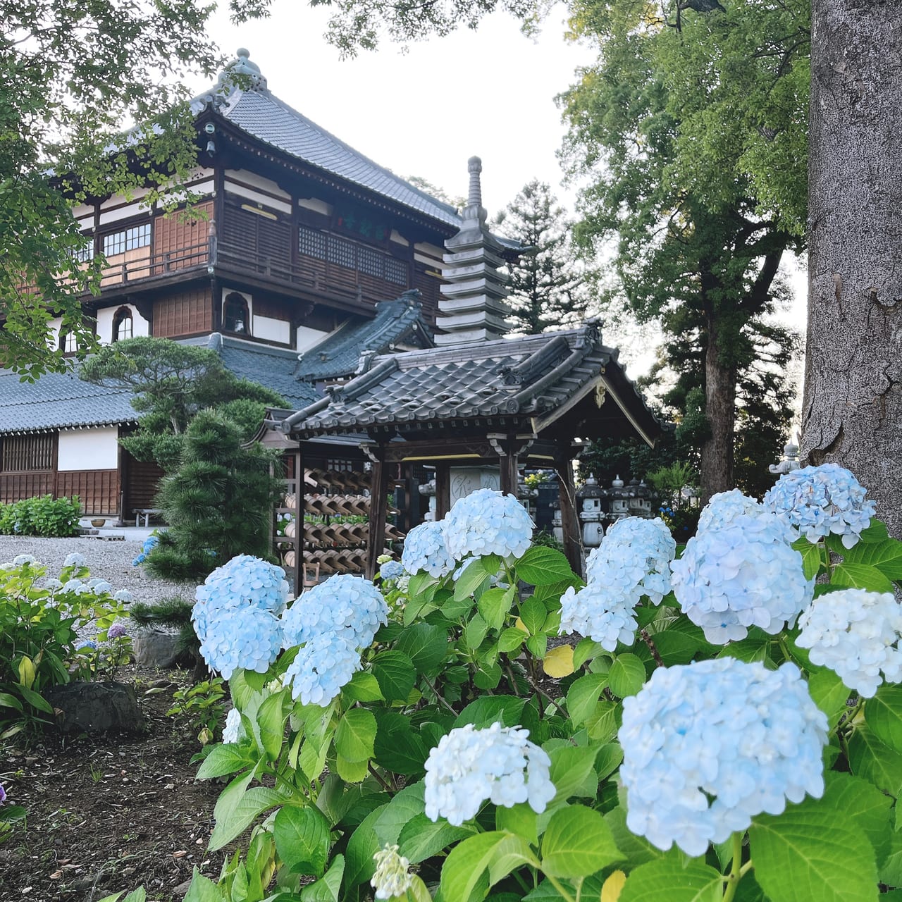 あじさいと曹源寺さざえ堂