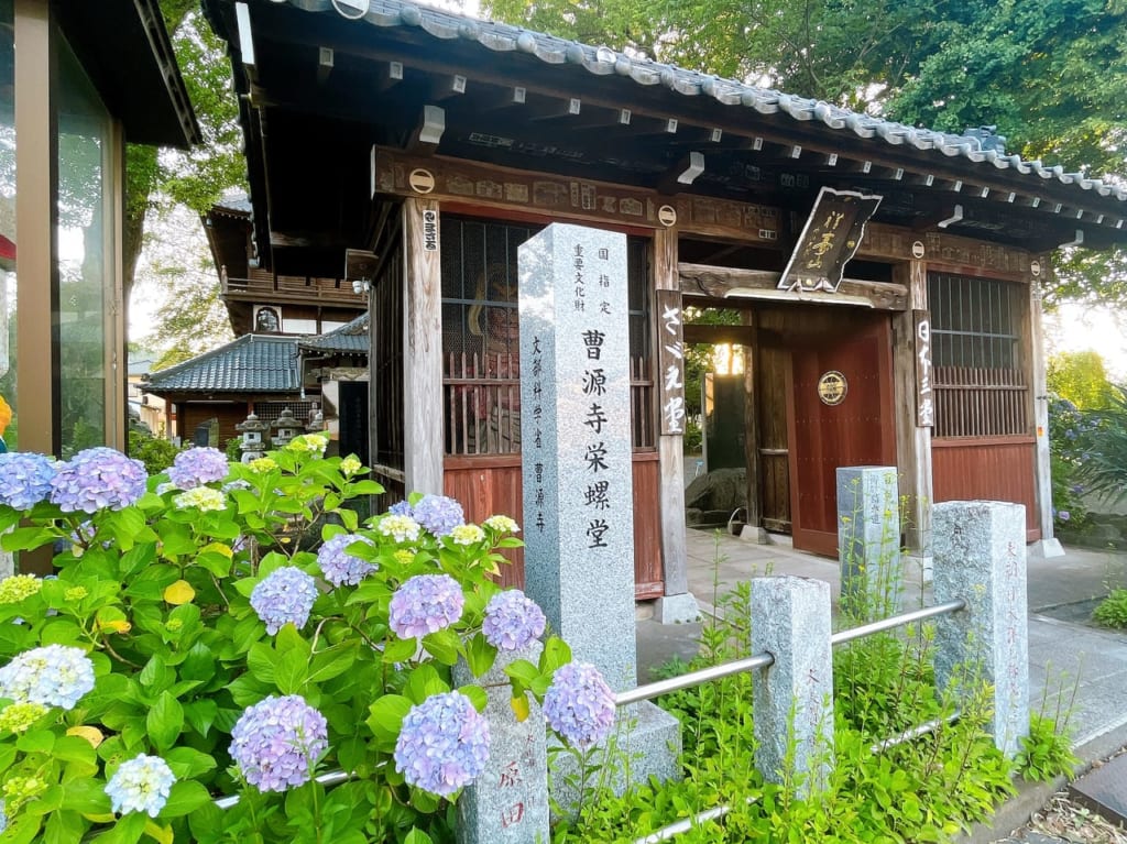 曹源寺さざえ堂のあじさい