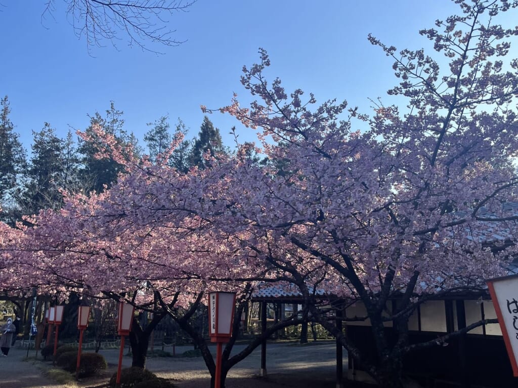 世良田東照宮の桜