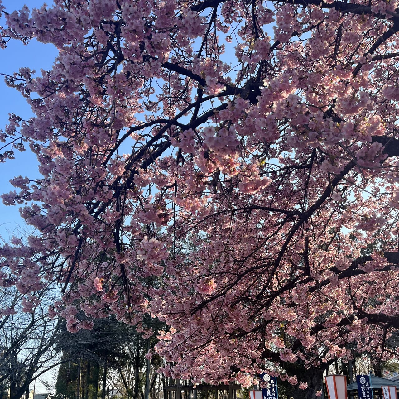 世良田東照宮の桜