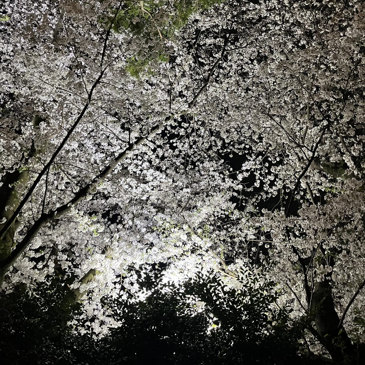 冠稲荷神社の夜桜