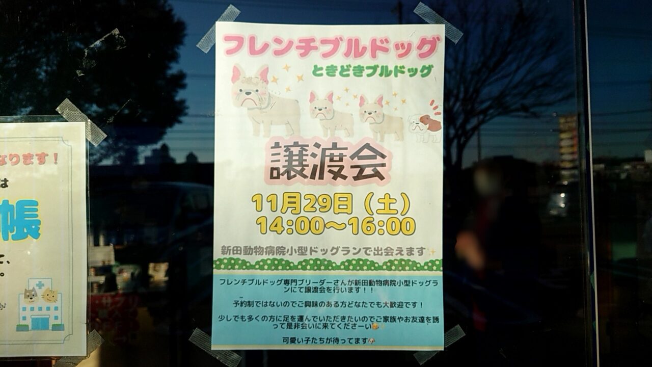 フレンチブルドッグ譲渡会