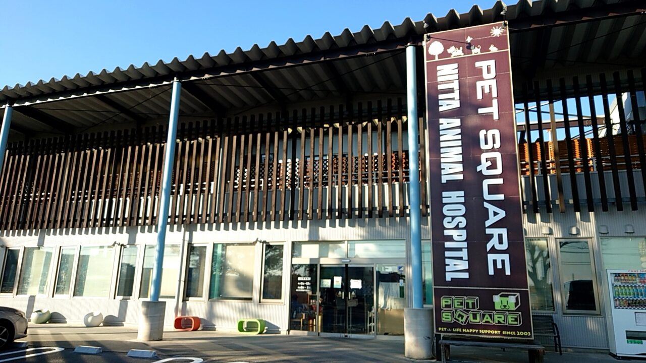 フレンチブルドッグ譲渡会