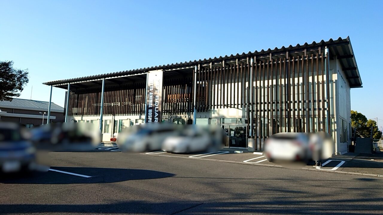 フレンチブルドッグ譲渡会